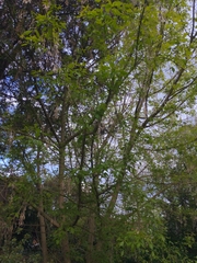 Fraxinus angustifolia