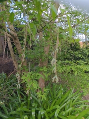 Fraxinus angustifolia