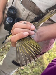 Gavicalis virescens