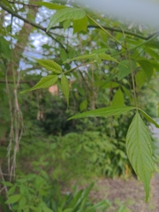 Fraxinus angustifolia