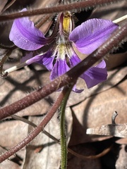 Scaevola ramosissima