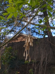 Fraxinus angustifolia