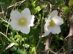 Anemonoides sylvestris