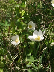 Anemonoides sylvestris