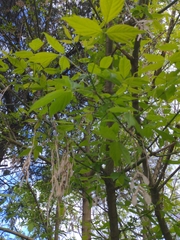 Fraxinus angustifolia