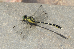 Hemigomphus heteroclytus