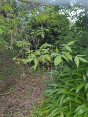 Fraxinus angustifolia