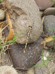 Erpetogomphus designatus