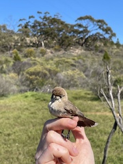 Aphelocephala leucopsis
