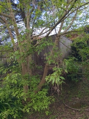 Fraxinus angustifolia