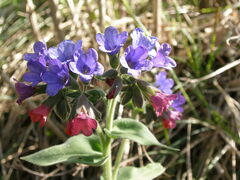 Pulmonaria mollis