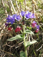 Pulmonaria mollis