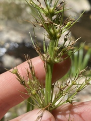 Lomandra hystrix