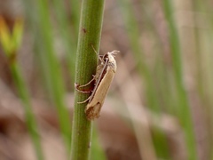 Philobota protecta