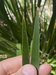 Lomandra hystrix