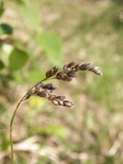 Anthoxanthum australe