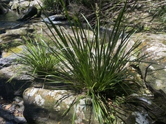 Lomandra hystrix