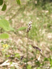 Anthoxanthum australe