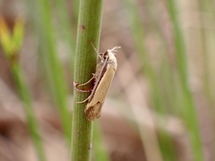 Philobota protecta