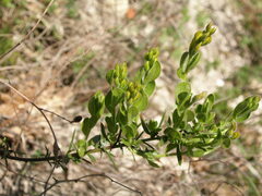 Genista germanica