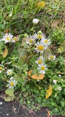 Erigeron annuus