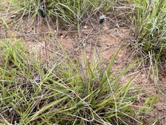 Enneapogon nigricans