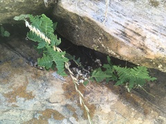 Notholaena standleyi