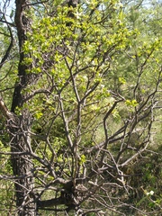 Loranthus europaeus
