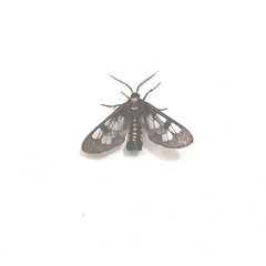 Eressa confinis