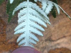 Notholaena standleyi