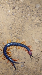 Scolopendra