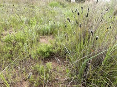 Enneapogon nigricans