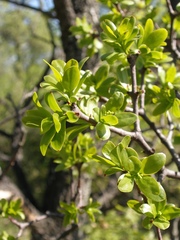 Loranthus europaeus