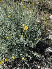 Chrysocephalum semipapposum