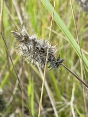 Enneapogon nigricans