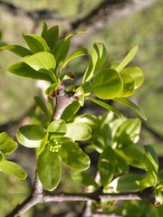 Loranthus europaeus
