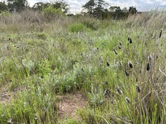 Enneapogon nigricans