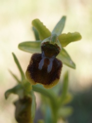 Ophrys sphegodes