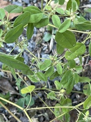 Croton monanthogynus