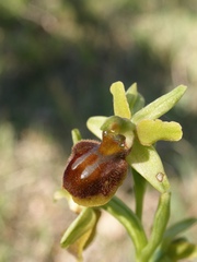 Ophrys sphegodes