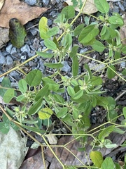 Croton monanthogynus