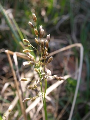 Anthoxanthum australe
