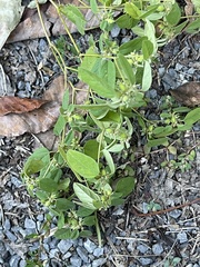 Croton monanthogynus