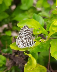 Leptotes plinius
