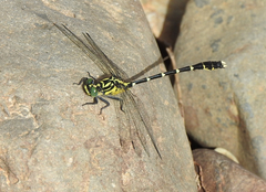 Hemigomphus heteroclytus