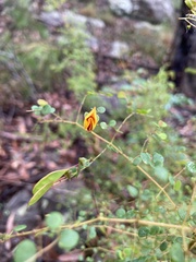 Bossiaea rhombifolia