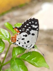 Talicada nyseus nyseus