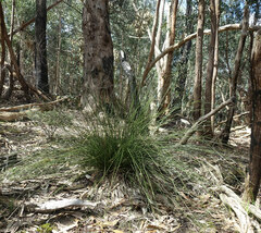 Xanthorrhoea minor lutea