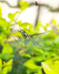 Leucauge decorata