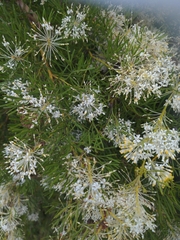 Hakea sericea